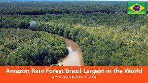 Amazon Rainforest Brazil Largest in the World
